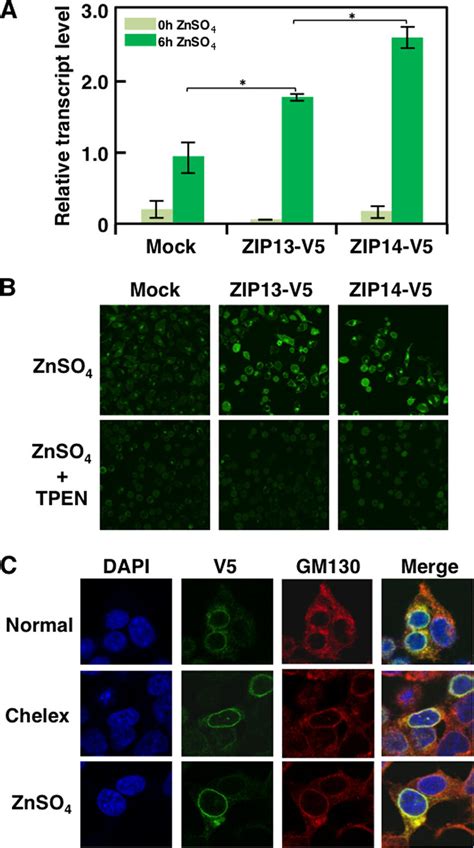 Expression Of The ZIP13 Protein Increases The Intracellular Zn 2 Level