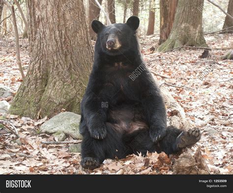 Sitting Black Bear Image & Photo | Bigstock