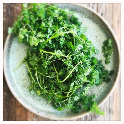 The Best Simple Chervil Substitutes Stonesoup