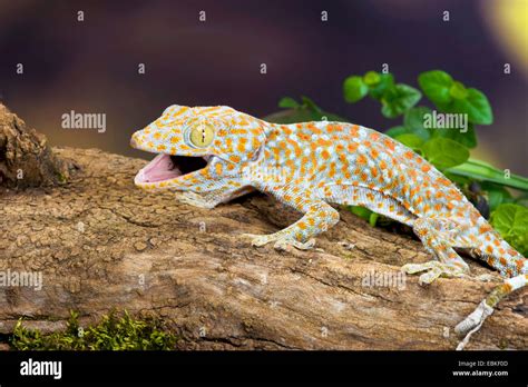 Tokay Gecko Tokee Gekko Gecko Gecko Gecko With Mouth Open Stock