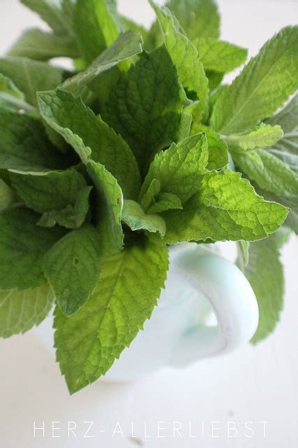 A Close Up Of A Green Plant In A Glass Vase