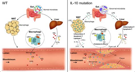 Frontiers Crispr Cas Based Blockade Of Il Signaling Impairs Lipid