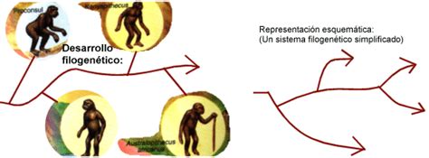 Psicologia FilogenÉtico Y Ontogenetico