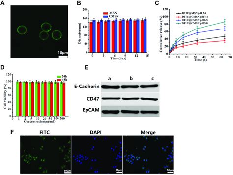 A Evidence For The Coverage Of Cancer Cell Membranes Coated On The