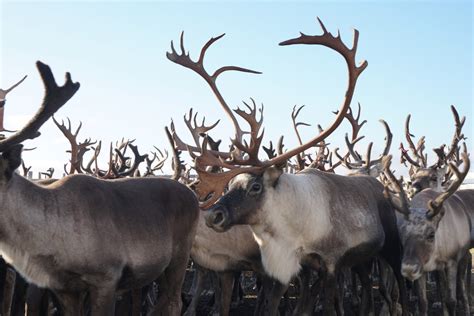 Sami People Reindeer