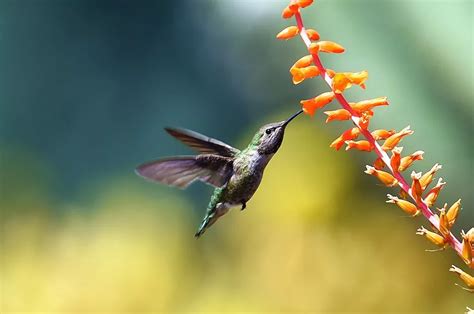 World S Smallest Hummingbirdthe Bee Hummingbird Flybirdworld