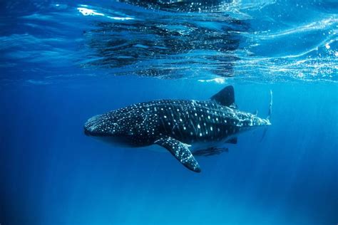 Africa S Best Destinations For Swimming With Whale Sharks Swimming