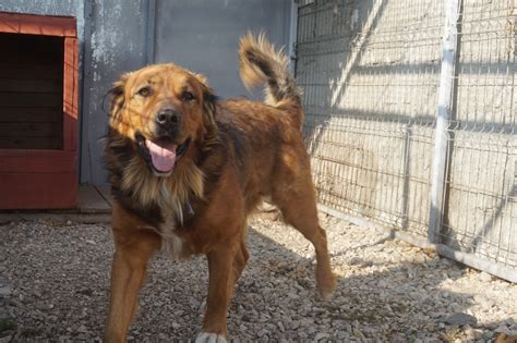 Mowgli - Asociația Milioane de Prieteni