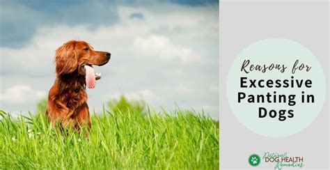 excessive panting  dogs