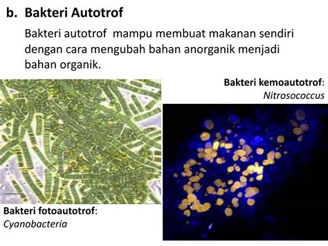 Bab Archaebacteria Dan Eubacteria Ppt