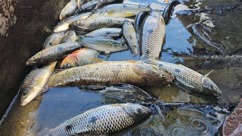 Pescaria De Curral Num Lugar Bonito E Pegamos Peixe Youtube