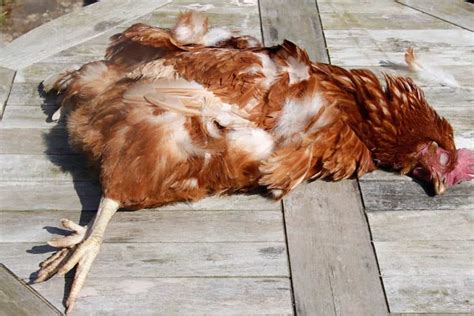 Why Are My Chickens Dying Causes Prevention And Tips