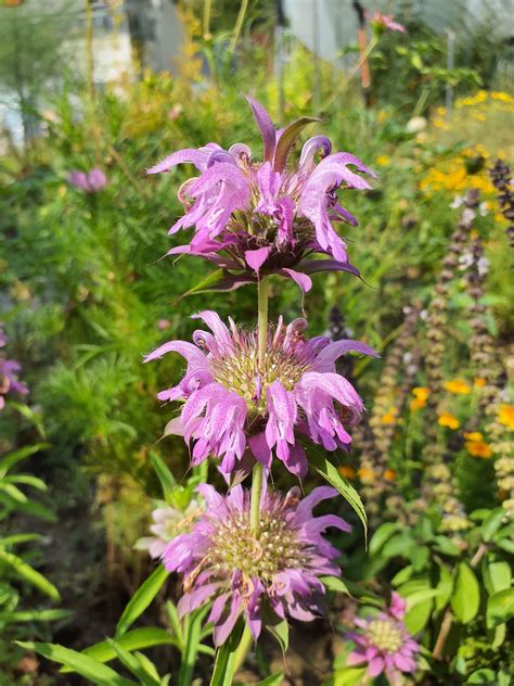 Biog Rtnerei Am Hirtenweg Monarda Citriodora