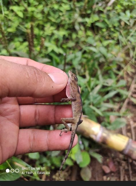 Brown Eared Anole From Cumbaratza Ecuador On April 5 2021 At 11 20 AM