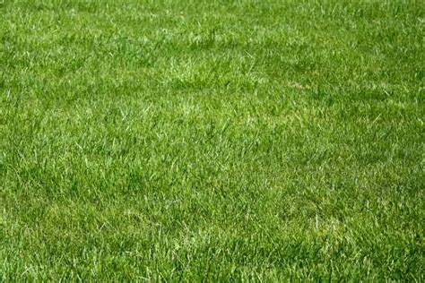 7 Types Of Grass In Colorado The Backyard Pros