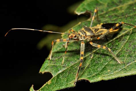 Assassin Bug Isyndus Sp Reduviidae