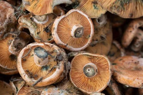 Seta Comestible De La Variedad Esclata Sang Lactarius Sanguifluus