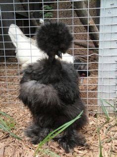 Self Blue Lavender Showgirl Naked Neck Silkie Juvenile Hatched