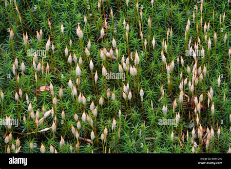 Moss Sporangia High Resolution Stock Photography And Images Alamy