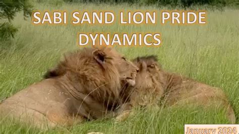 Sabi Sand Lion Pride Dynamics January Youtube