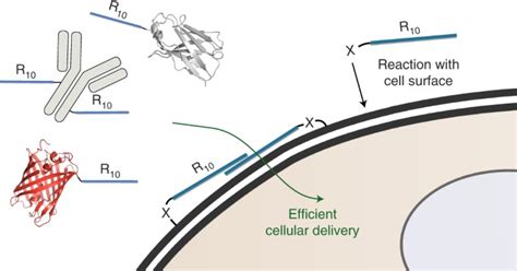 纳米人 Nature Chemistry：细胞表面反应性细胞穿透肽添加剂促进大分子生物分子的细胞摄取