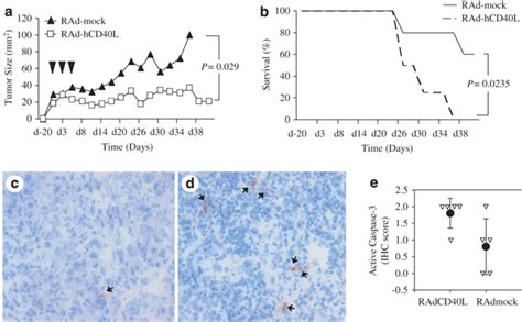 RAd CD40L Inhibits Tumor Growth In Vivo Athymic Nude Mice Were