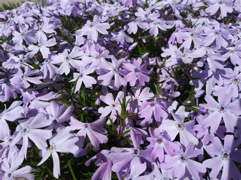 Purple Phlox Patch Stock Image Image Of Flowers Creeping 191552025