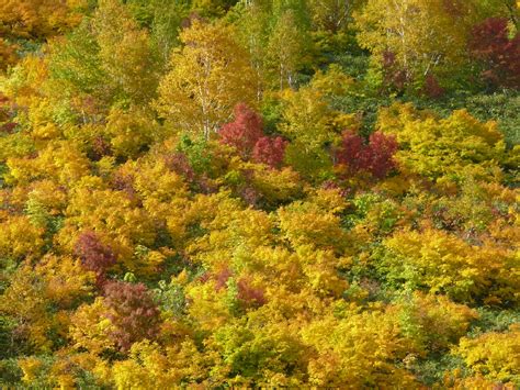 2023年10月14日のブログ記事一覧 みちのくの山野草