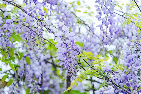 Chinese Wisteria Bloom With Cascades Of Flowers Cgtn