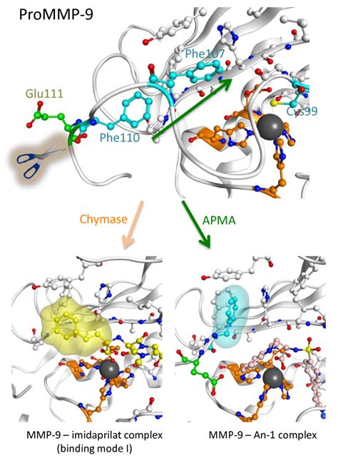 Two Types Of Mmp 9 Activation And Molecular Structures Download Scientific Diagram