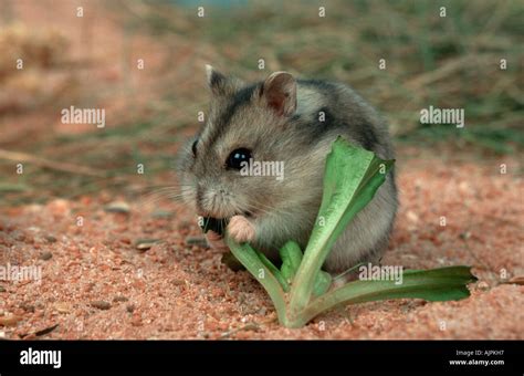 Dwarf Hamster Phodopus Sungorus Siberian Hamster Russian Hamster Stock