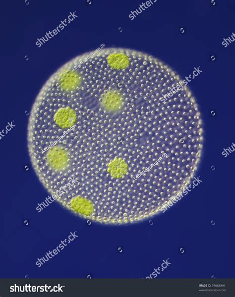 Volvox Aureus Wimperkugel Green Alga Daughter Colonies Asexual Reproduction Gonats Grand