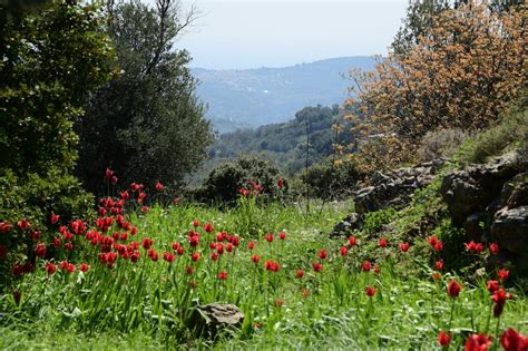 Our Visit to Chois - Greece | GardenTours.com