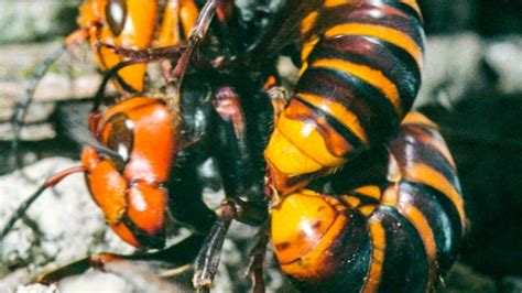 Hornet Queen Murdered By Her Own Daughters Buddha Bees And The Giant