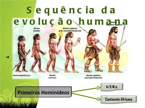 Evolução Humana Linha Do Tempo