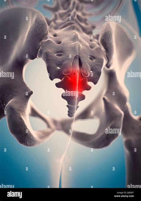 Human Coccyx Illustration Stock Photo Alamy