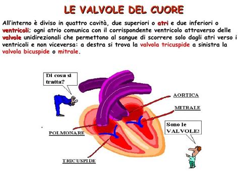 Apparato Circolatorio Diapositive Map