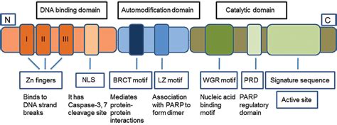 Modular Domain Structure Of PARP1 The N Terminal DNA Binding Domain Of