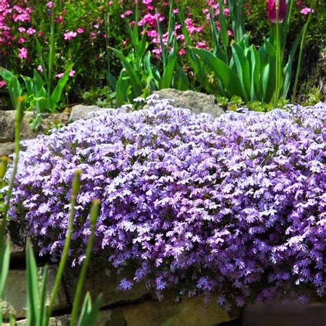 Emerald Blue Creeping Phlox Plants For Sale