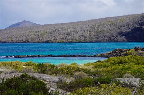 Galapagos Inseln Floreana Wo Paarende Schildkröten Das Meer Zum