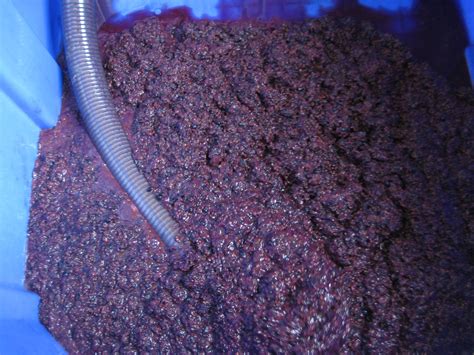 Norton Grape Harvest & Crush at Jowler Creek – Midwest Wine Press