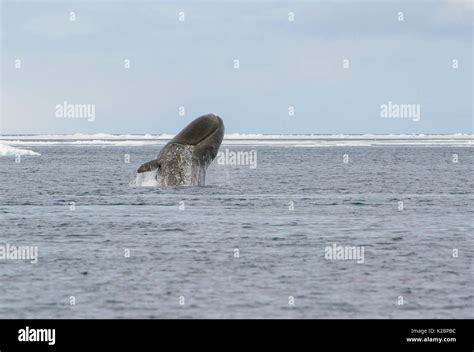 Bowhead whale arctic breaching hi-res stock photography and images - Alamy