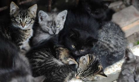 Why Should You Spay And Neuter Your Pet