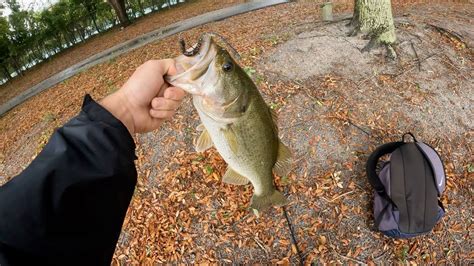 Pond Hopping For Florida Largemouth Bass Youtube