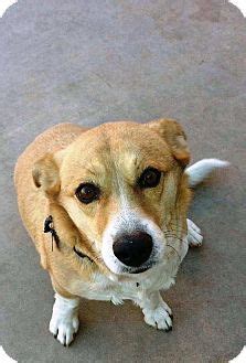 Cute Corgi Mix Dog for Adoption in Chandler, AZ