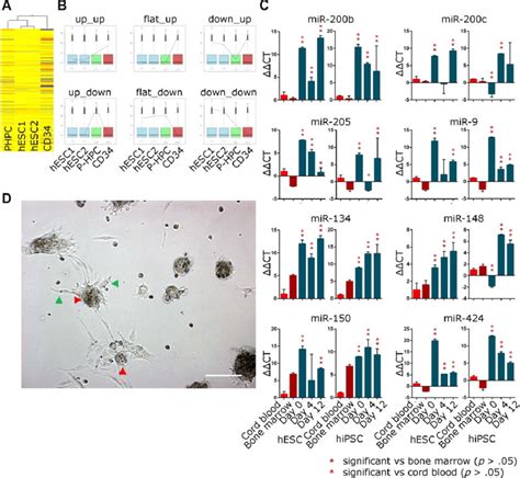 Mirna Expression In Pluripotent Stem Cells And Bone Marrow A