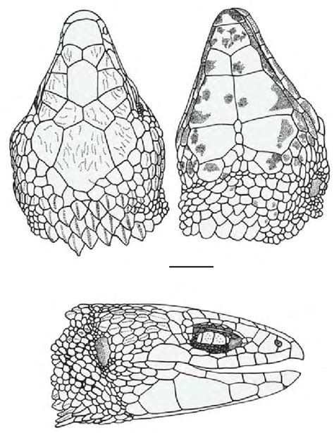 Vistas Dorsal Lateral Y Ventral De La Cabeza De Holotipo Macho Adulto