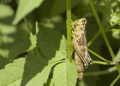 What Do Grasshoppers Eat | Grasshoppers Diet