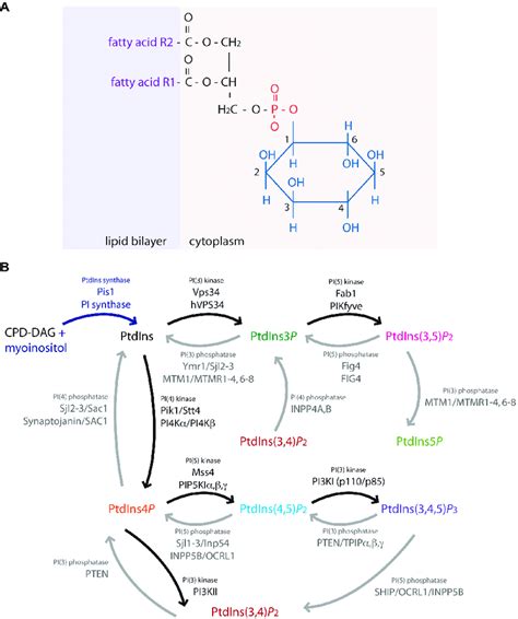 Phosphoinositides Synthesized In Yeast Saccharomyces Cerevisiae S