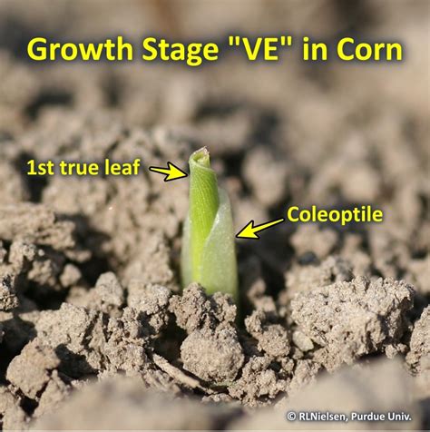 The Emergence Process In Corn Purdue University Pest Crop Newsletter